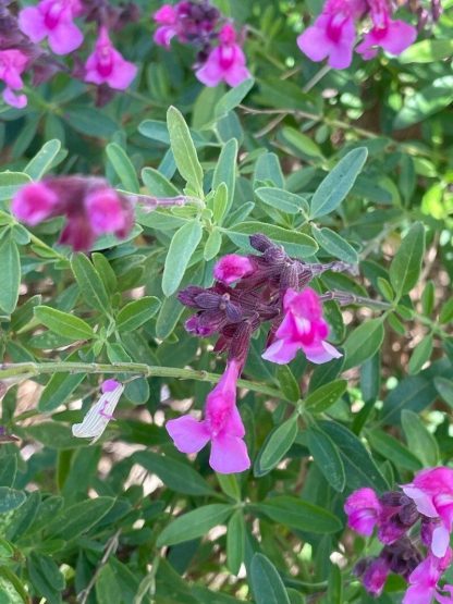 מרוות גרג פורמנס רד